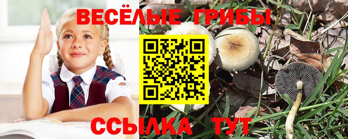 Галлюциногенные грибы прущие грибы  Вход с VPN  Ивантеевка  закладки  Галлюциногенные грибы GOLDEN TEACHER 
